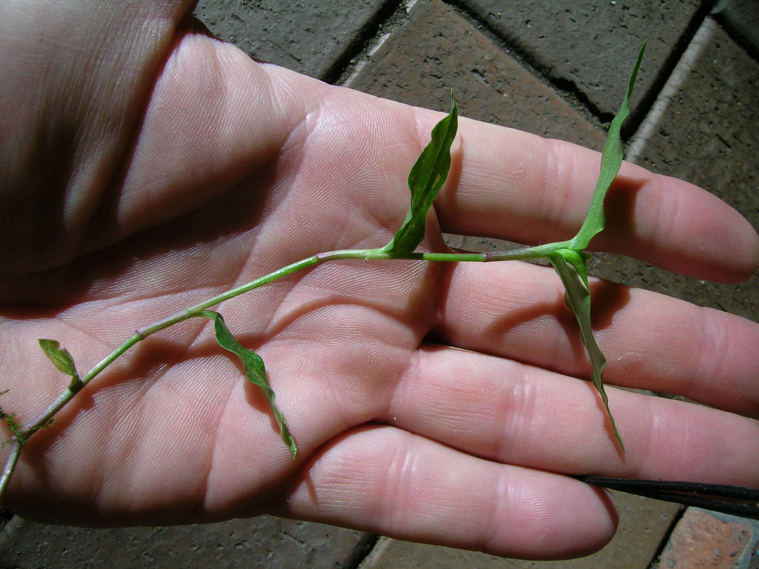 Imagem de Commelina cyanea R. Br.