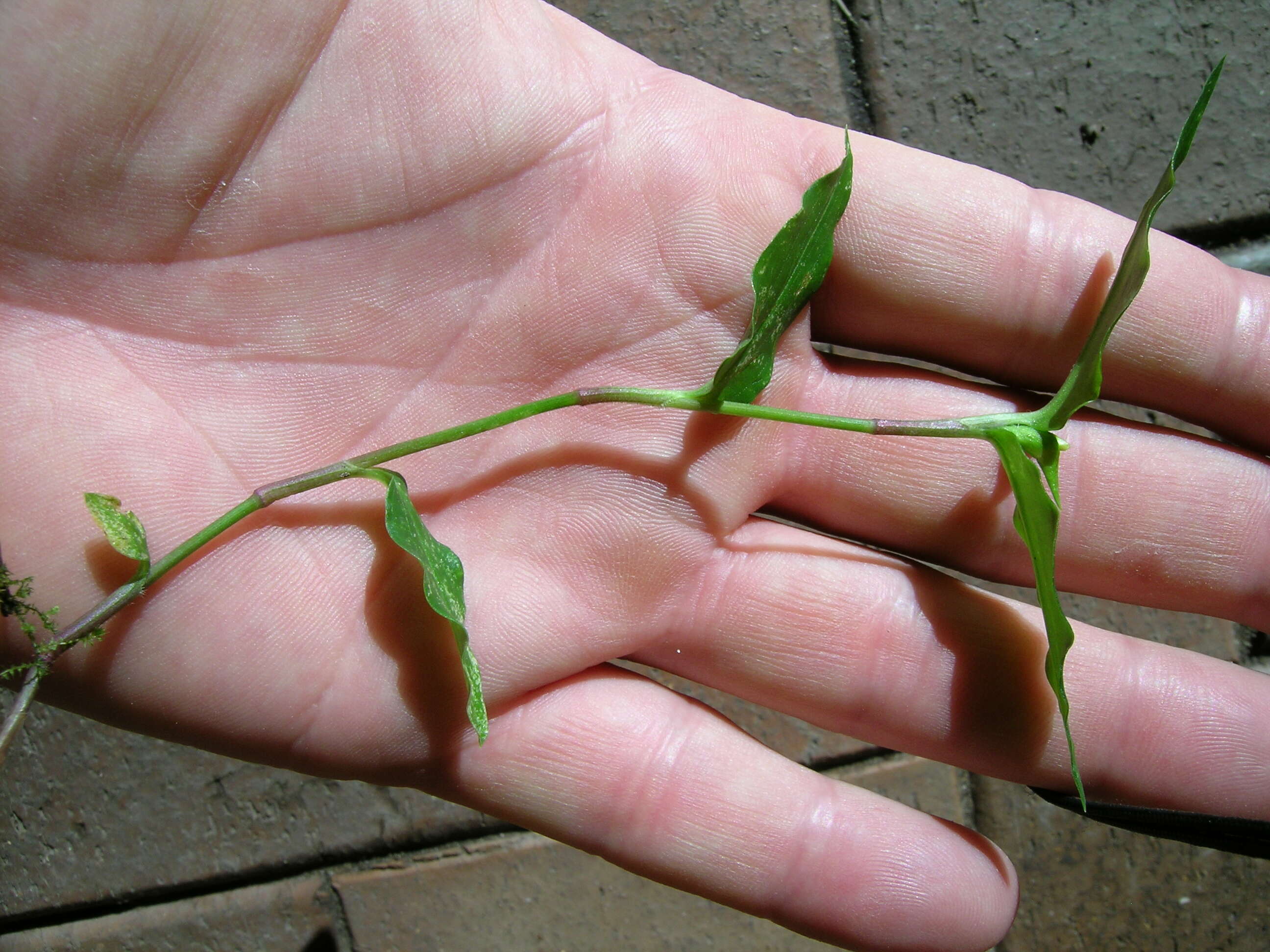 Imagem de Commelina cyanea R. Br.