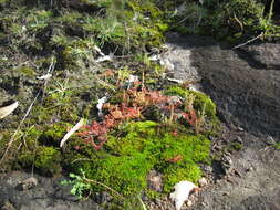 Image of Siberian pygmyweed