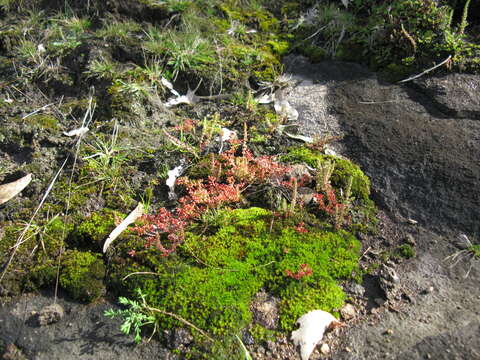 Image of Siberian pygmyweed