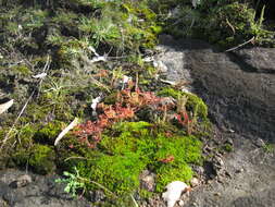 Image of Siberian pygmyweed