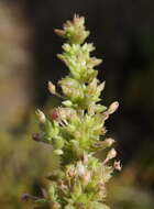 Image of Siberian pygmyweed