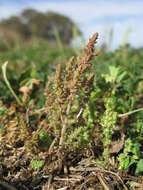 Image of Siberian pygmyweed