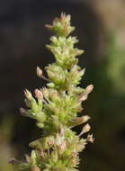 Image of Siberian pygmyweed