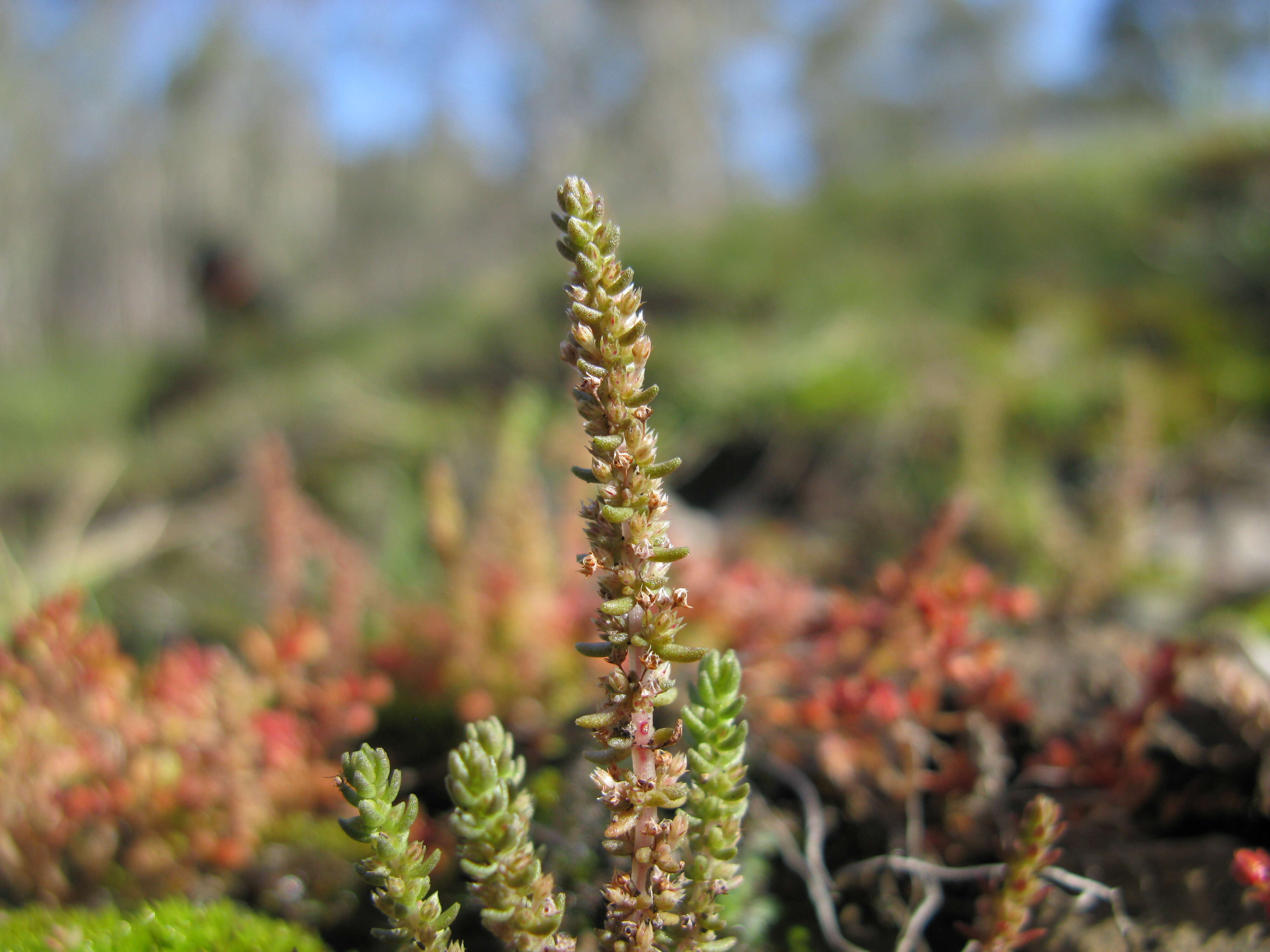 Image of Siberian pygmyweed