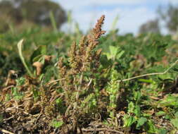 Image of Siberian pygmyweed