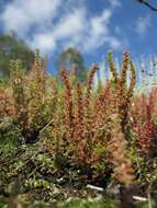 Image of Siberian pygmyweed