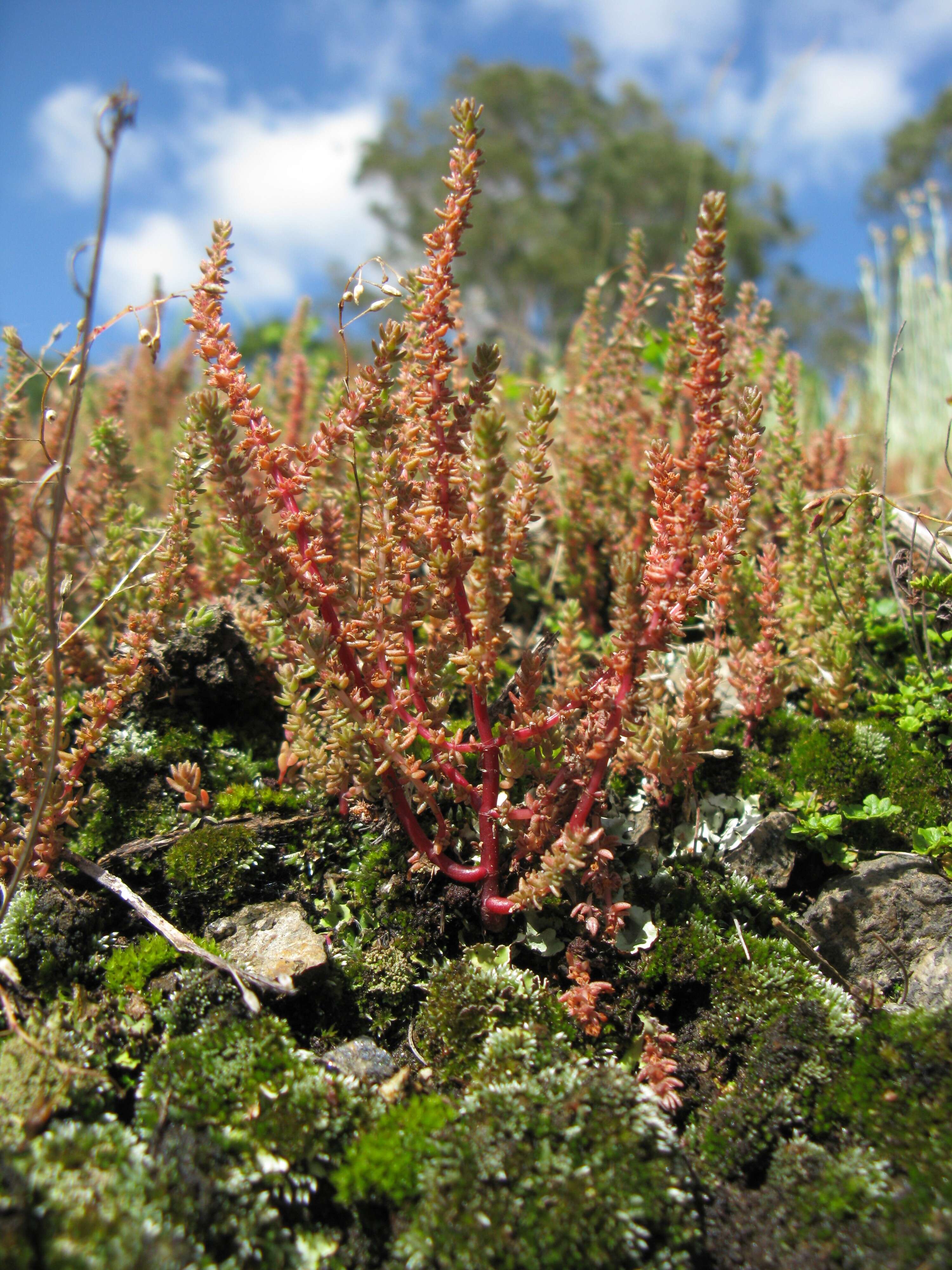 Image of Siberian pygmyweed