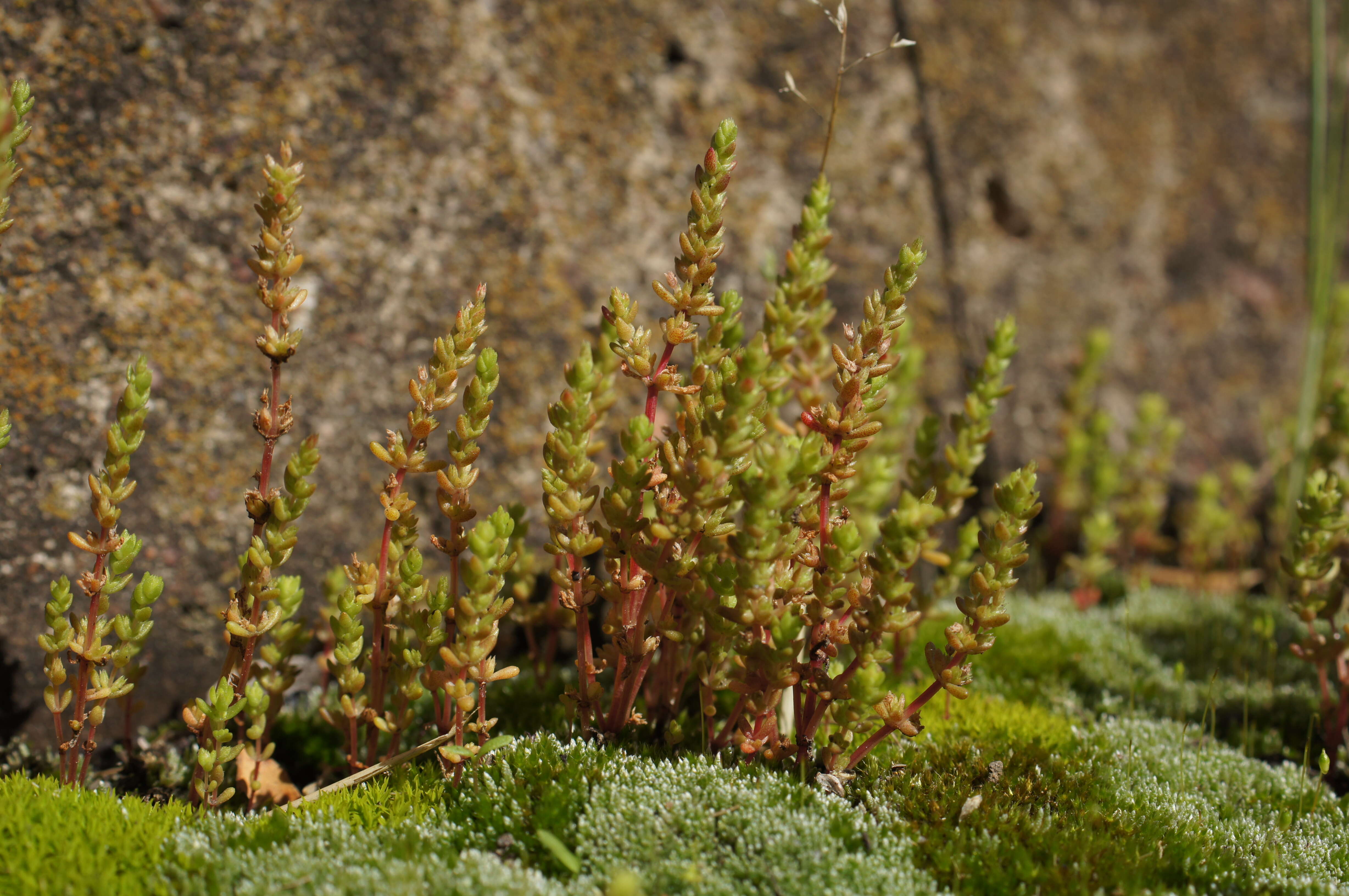 Image of Siberian pygmyweed