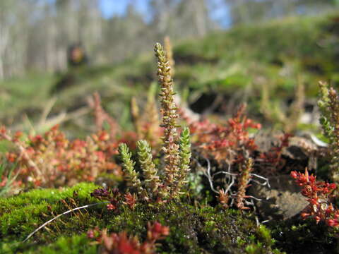 Image of Siberian pygmyweed