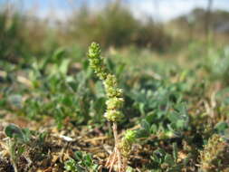 Image of Siberian pygmyweed