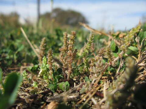 Image of Siberian pygmyweed