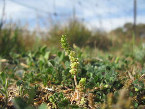 Image of Siberian pygmyweed