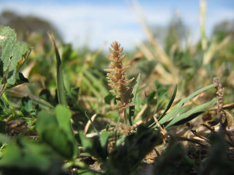 Image of Siberian pygmyweed