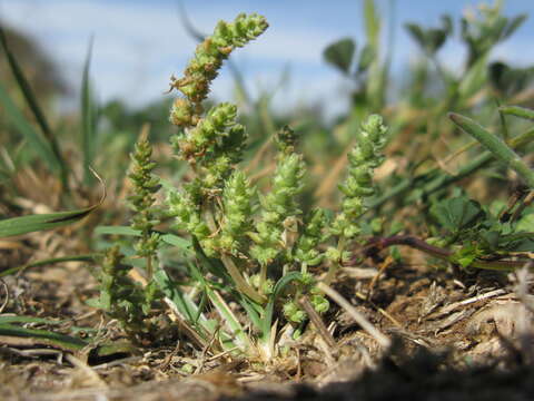 Image of Siberian pygmyweed