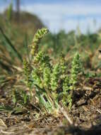 Image of Siberian pygmyweed