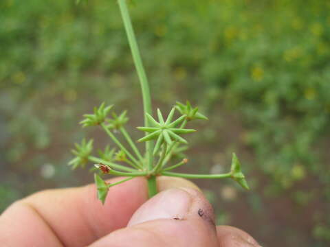 Image of Damasonium minus (R. Br.) Buchenau