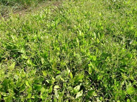 Image of Damasonium minus (R. Br.) Buchenau