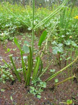 Image of Damasonium minus (R. Br.) Buchenau