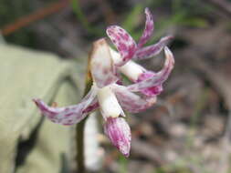 Image of Blotched Hyacinth-orchid