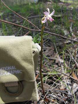 Image of Blotched Hyacinth-orchid