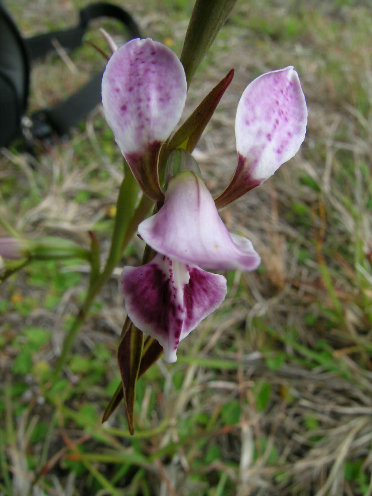 Image of Purple donkey orchid