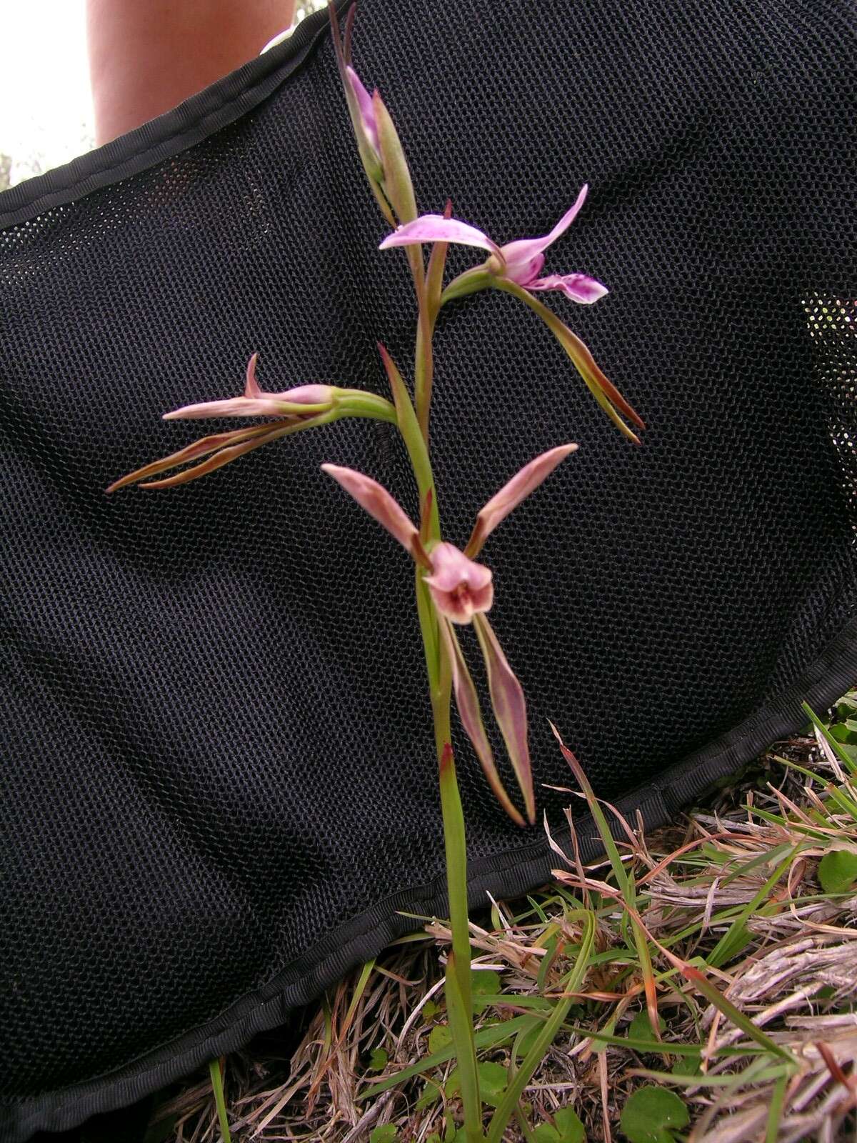 Image of Purple donkey orchid