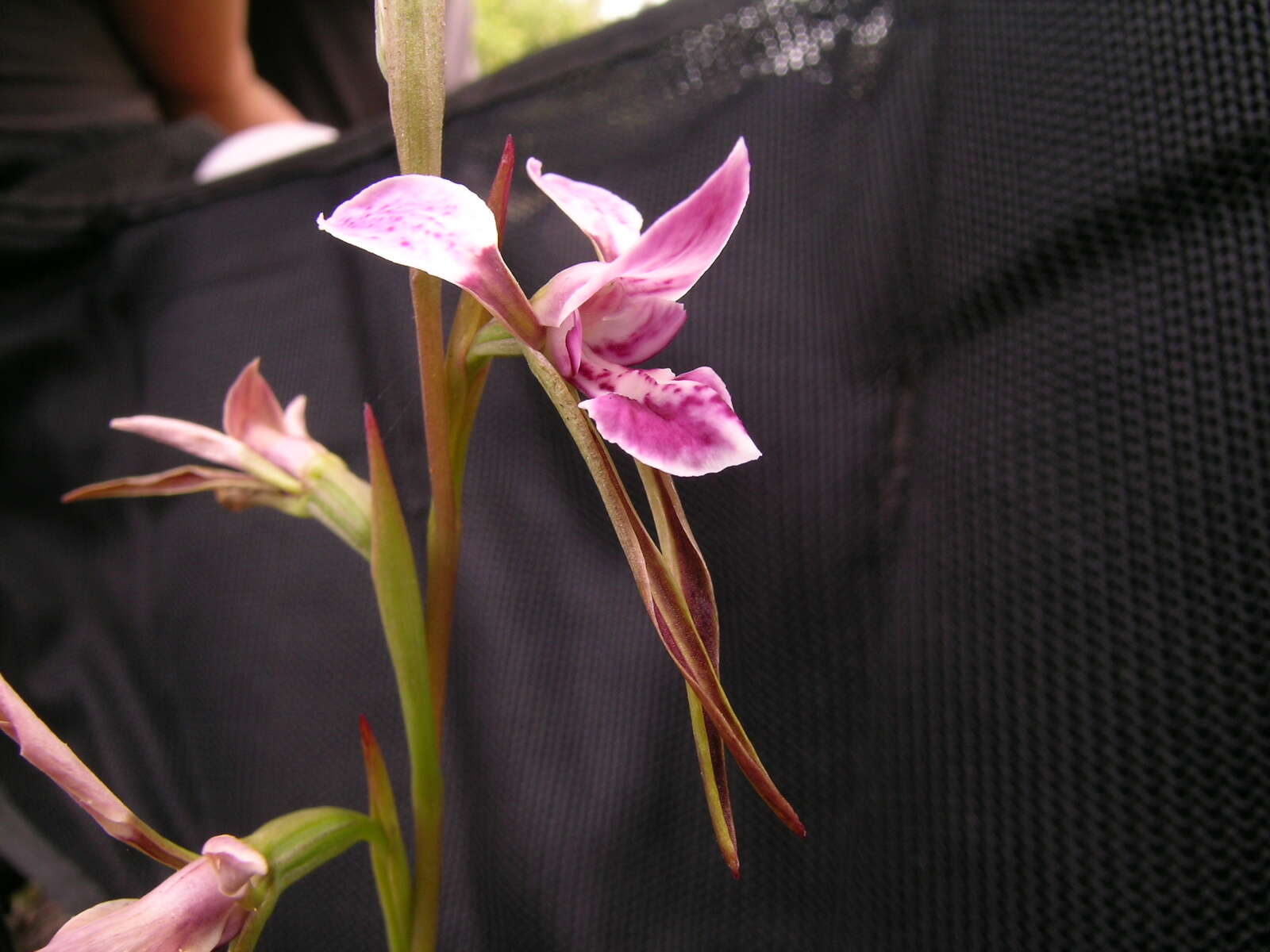 Image of Purple donkey orchid