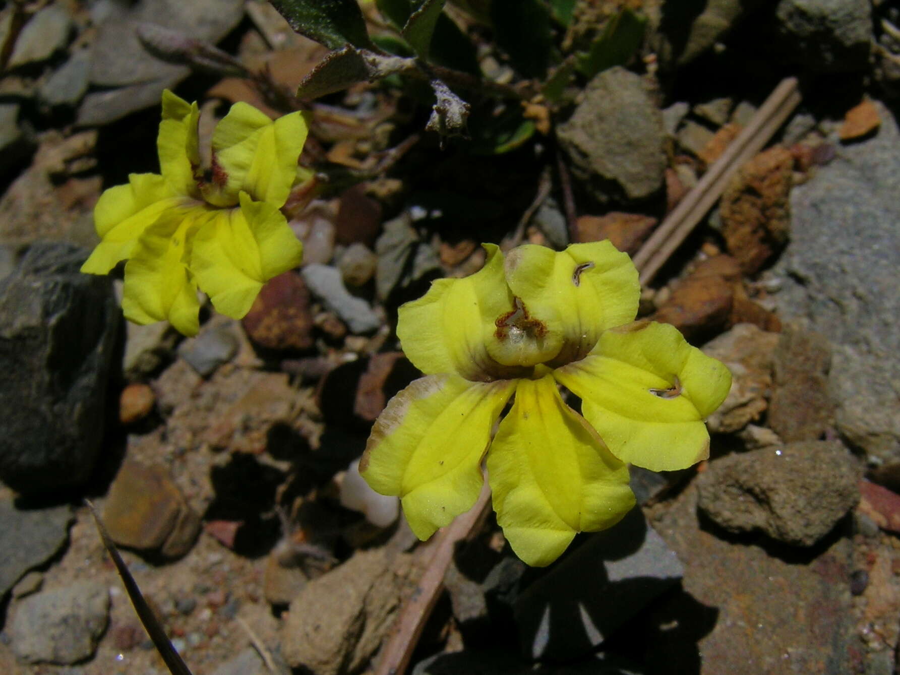 Image of Goodenia hederacea Sm.