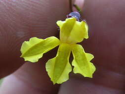 Image of Goodenia hederacea Sm.