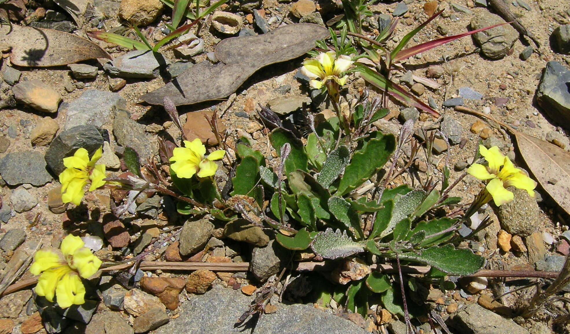 Image of Goodenia hederacea Sm.