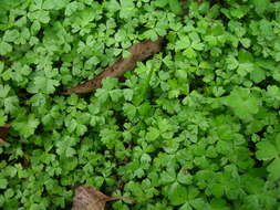 Image of Australian hydrocotyle