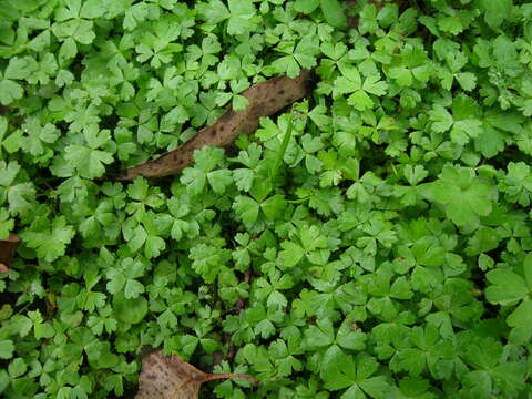 Image of Australian hydrocotyle