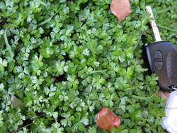 Image of Australian hydrocotyle