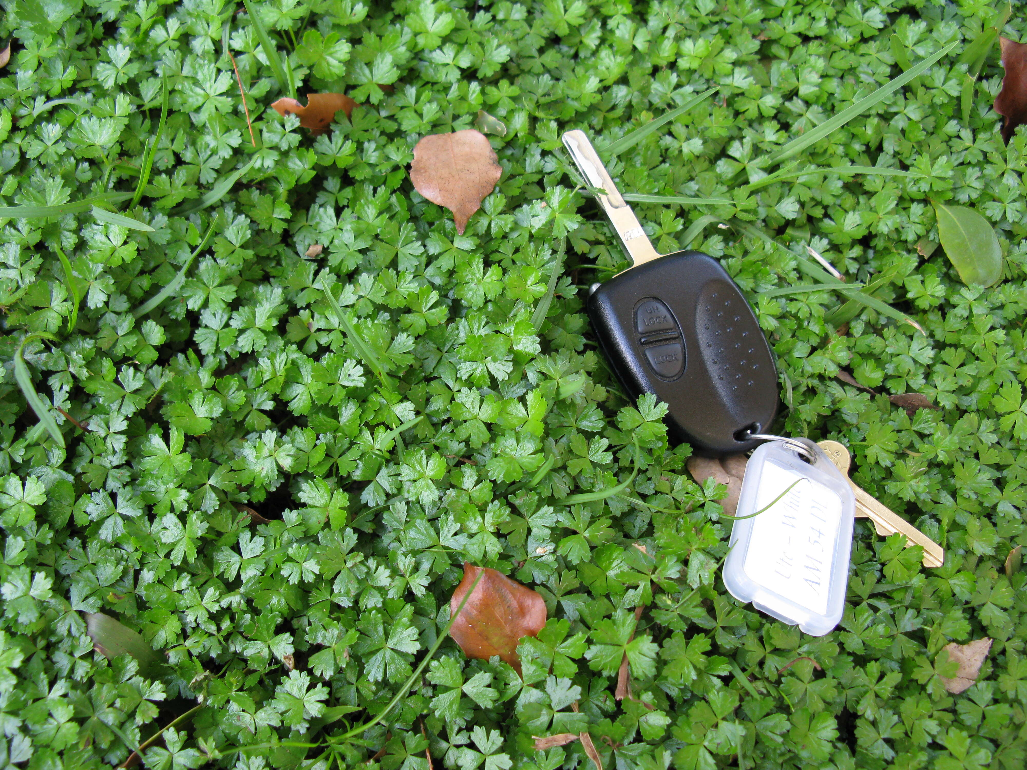 Image of Australian hydrocotyle