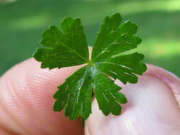 Image of Australian hydrocotyle