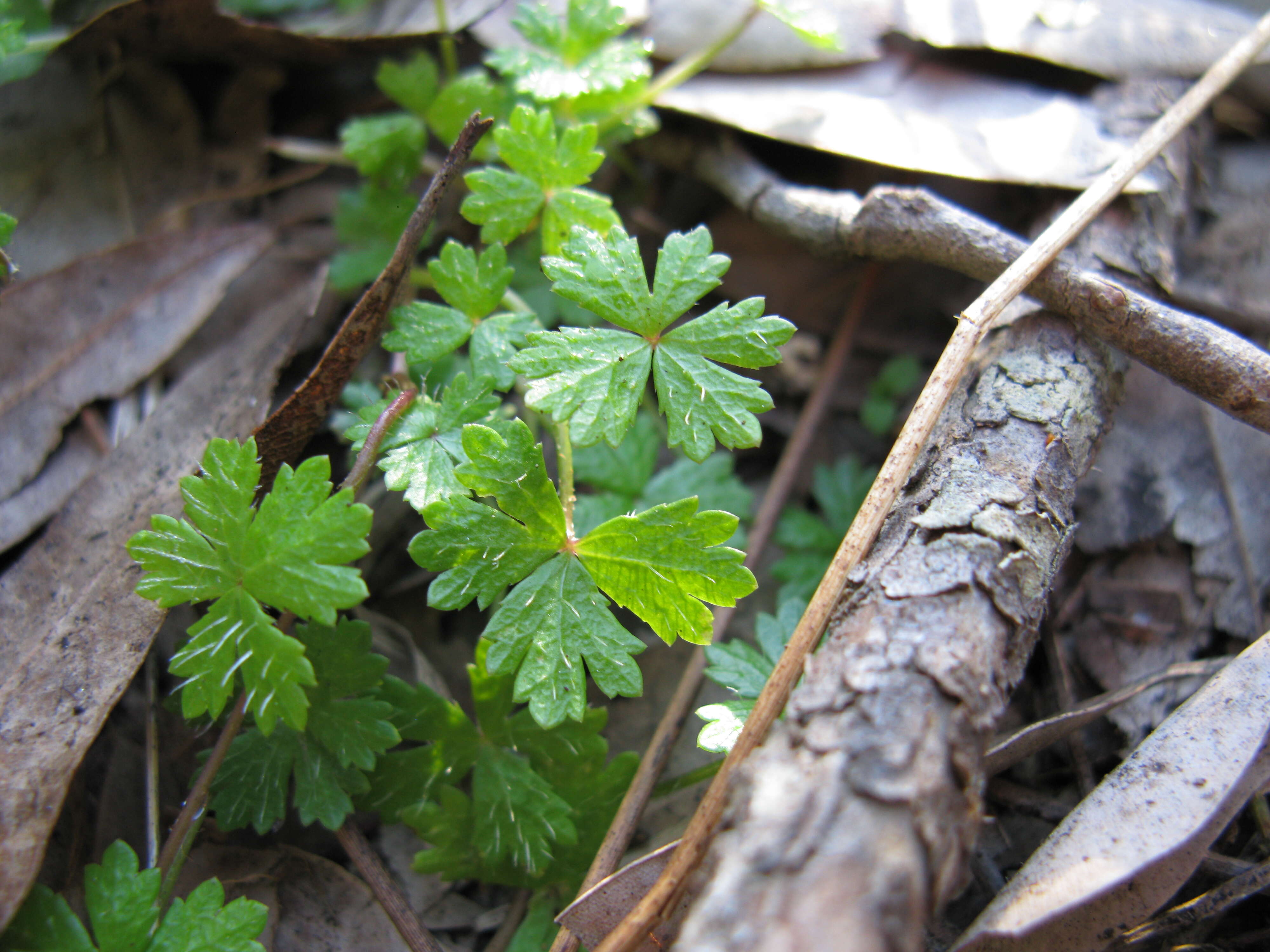 Image of Australian hydrocotyle