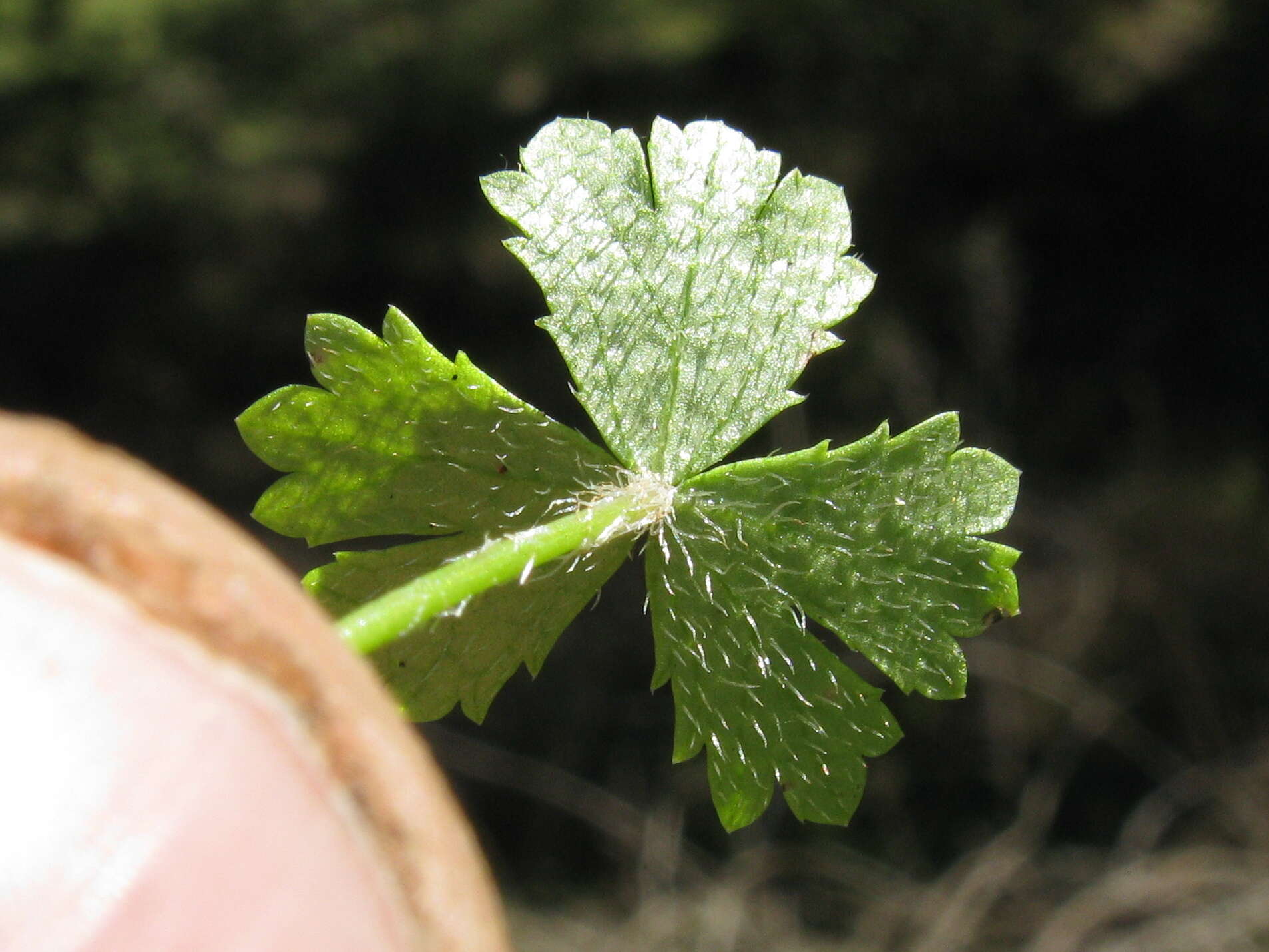 Image of Australian hydrocotyle