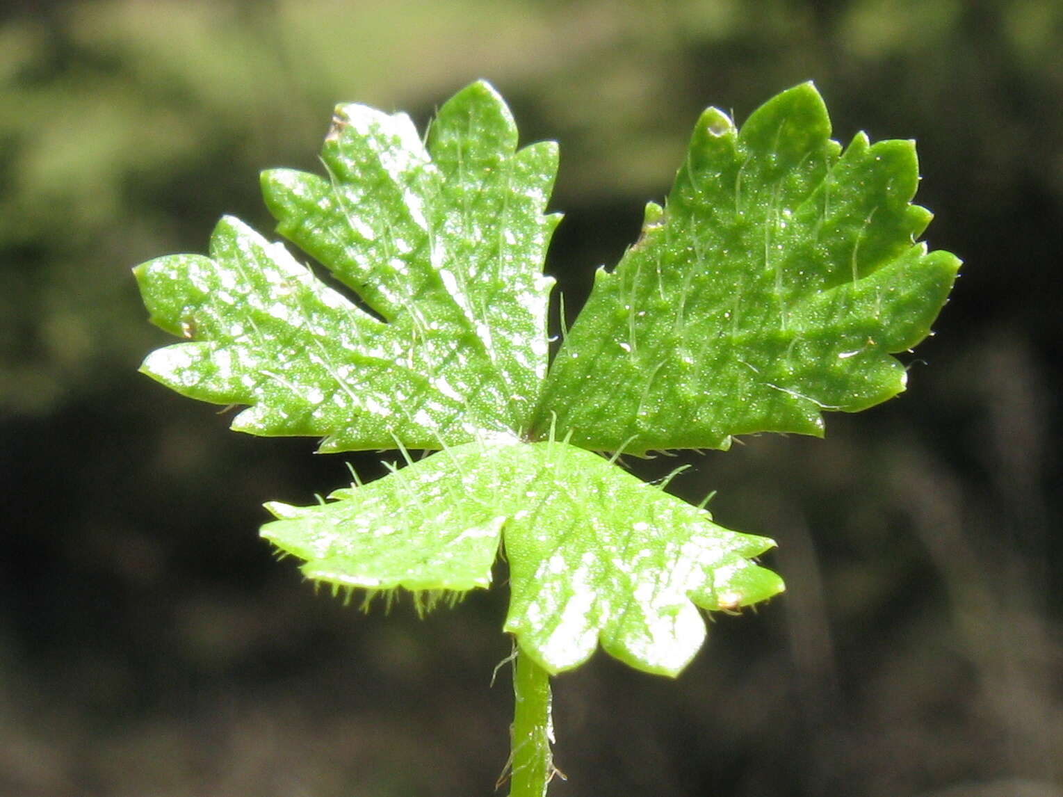 Image of Australian hydrocotyle