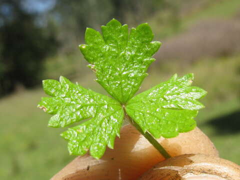 Image of Australian hydrocotyle