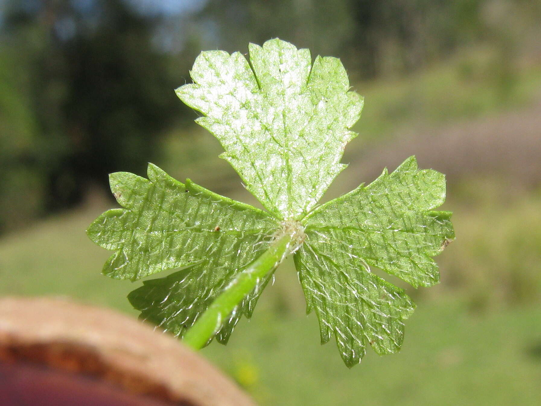 Image of Australian hydrocotyle