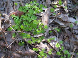 Image of Australian hydrocotyle