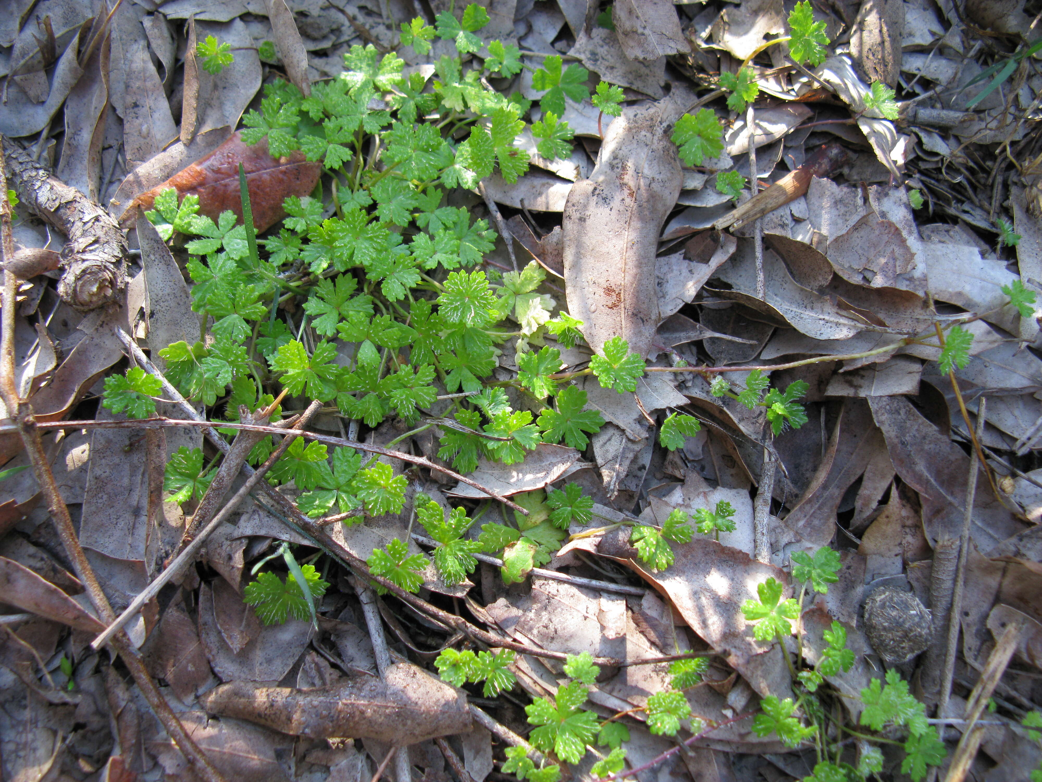 Image of Australian hydrocotyle