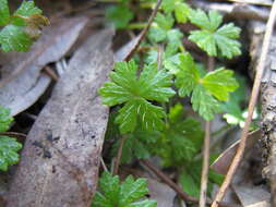 Image of Australian hydrocotyle