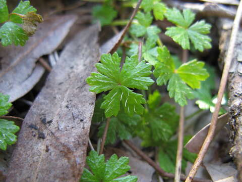 Image of Australian hydrocotyle