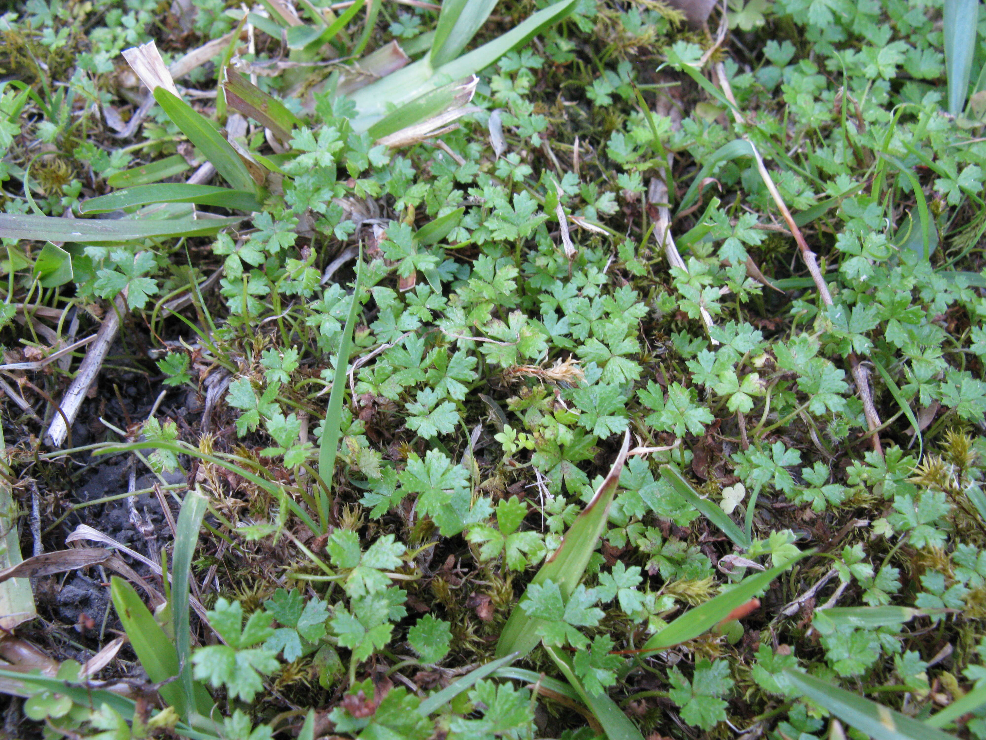 Image of Australian hydrocotyle