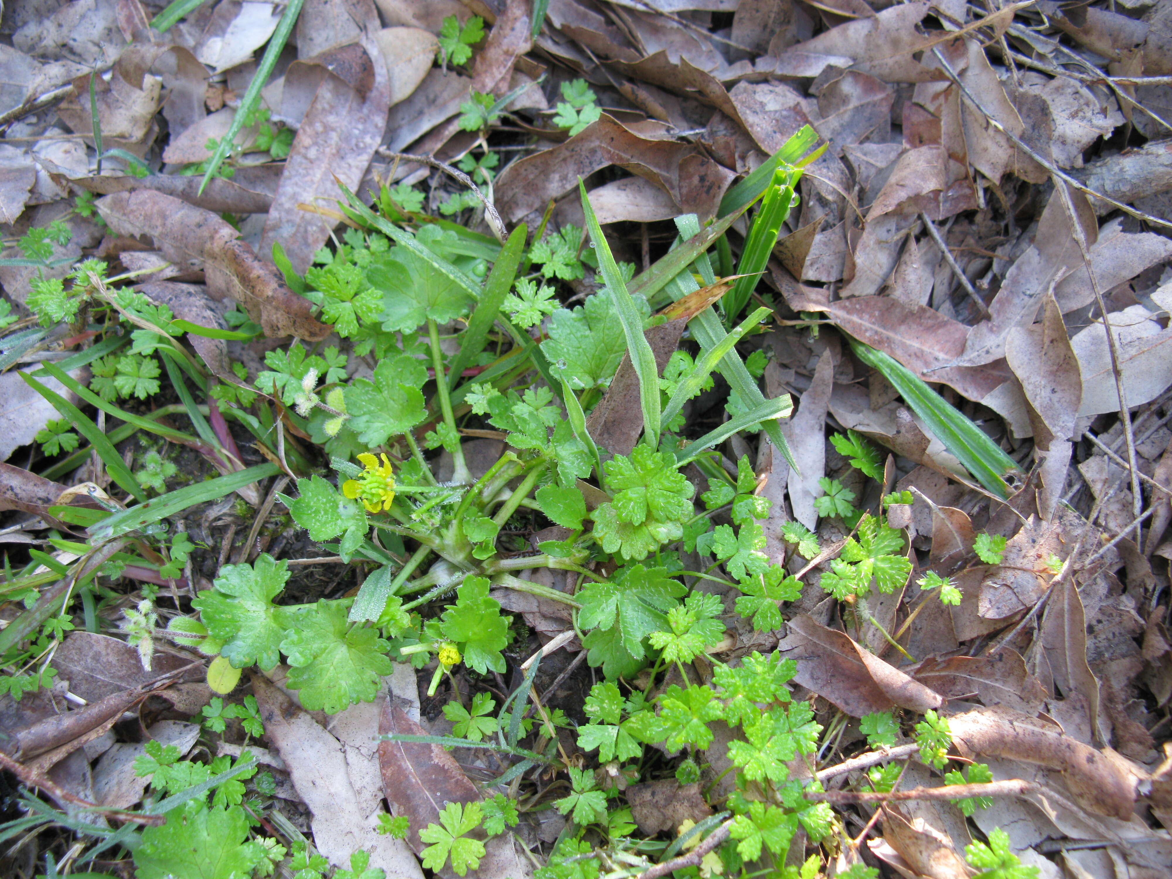 Image of Australian hydrocotyle