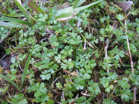 Image of Australian hydrocotyle