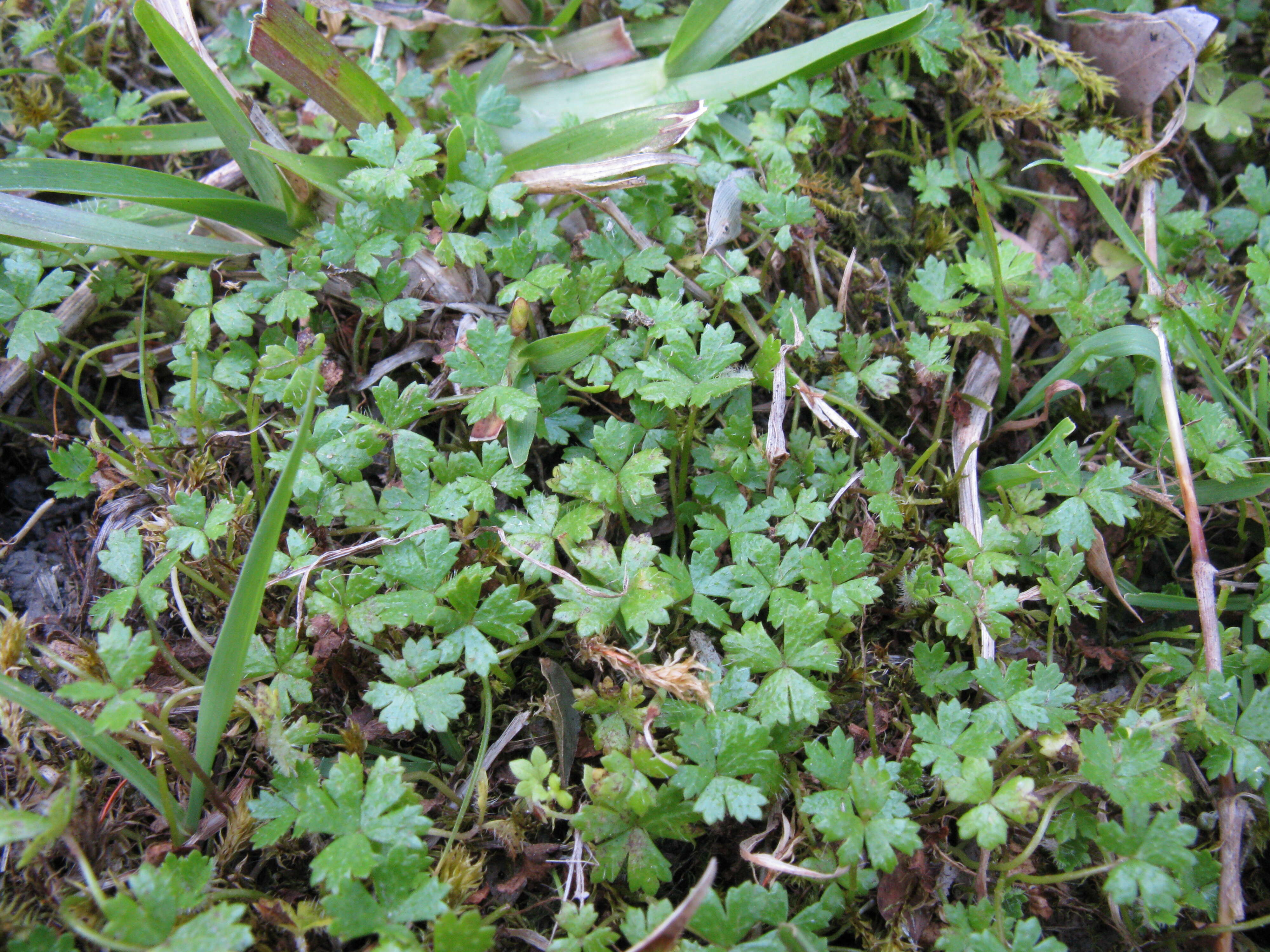 Image of Australian hydrocotyle