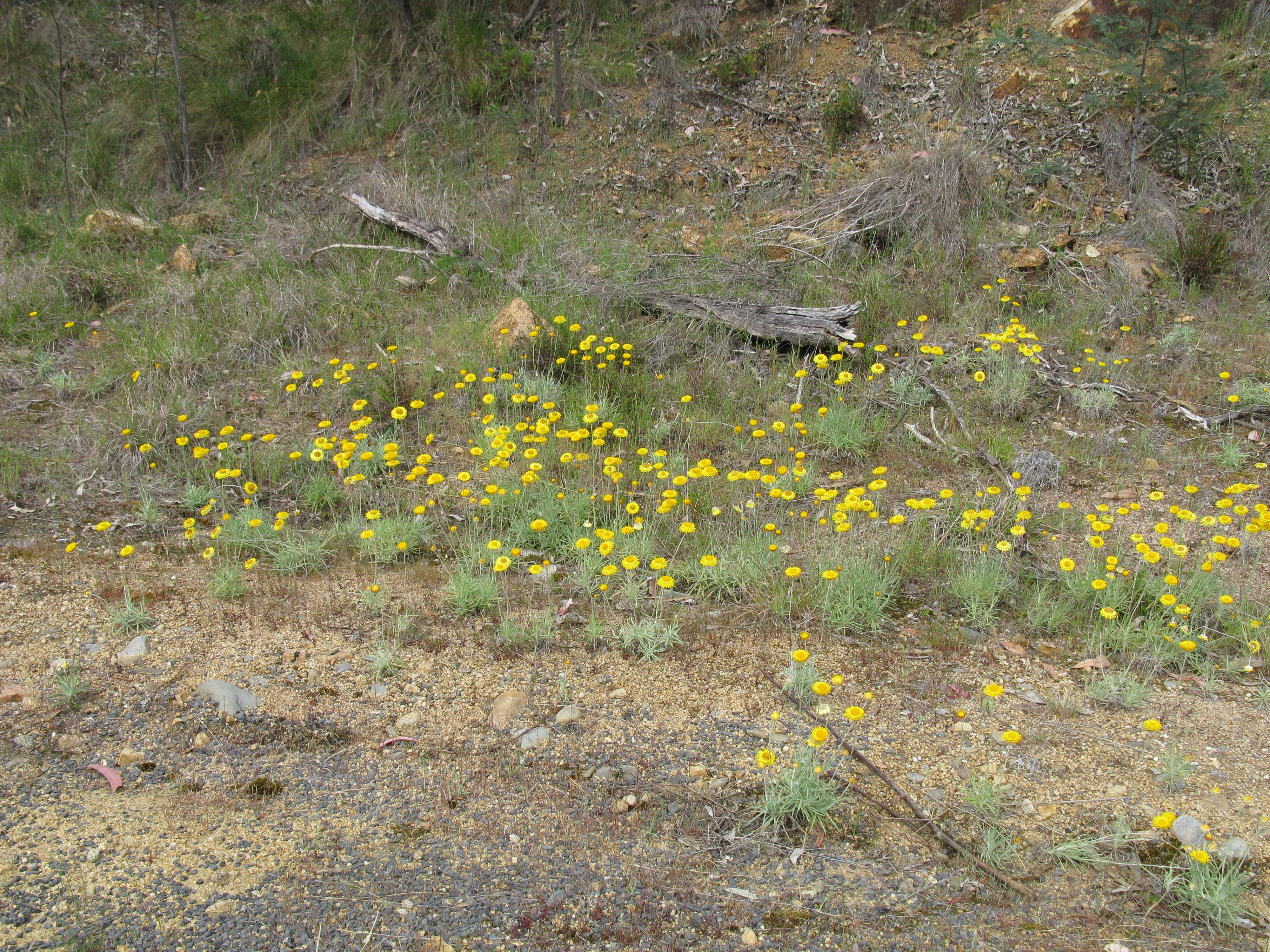 Слика од Leucochrysum albicans (A. Cunn.) P. G. Wilson